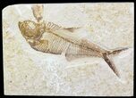 Detailed, Diplomystus Fossil Fish - Wyoming #56236-1